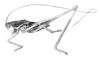 Rhacocleis neglecta (Costa, 1863): Fig. 193. male habitus. (Otu).