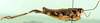 CollectionObject 1501216; 076973ea-f80d-4fe5-8576-9417b7a455d5, DORSA BA000883S01: male, lateral view (holotype). (CollectionObject).