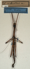 CollectionObject 1559504; NMW 497, 35b586f9-54e0-4497-9246-43a4fead3d91: copyright NMW, Vienna. male of synonym Lonchodes reductus (holotype). (CollectionObject).