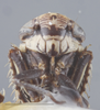 Head: !! display not done !! on Driotura robusta Osborn & Ball, 1898: Head/Face. Female. (Observation).