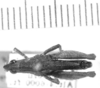 CollectionObject 1525613; fb000b7e-a3d8-4bbf-8290-ee6956a9876c: male, dorsal view (holotype). (CollectionObject).