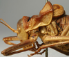 CollectionObject 1520667; 5c8169d8-1f94-42a8-9aaf-9625930a9f90: male pronotum, lateral view (paralectotype). (CollectionObject).