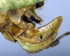 CollectionObject 1502640; 3282376e-3283-4f58-acdb-c1d3cf636009: ovipositor (syntype). (CollectionObject).
