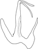 Aedeagus, lateral view on Anufrievia subdentata Yang & Zhang, 2018: Aedeagus, lateral view. (Observation).