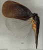 Habitus, dorsal view: !! display not done !! on Doriana ecuadoriana (Schmidt, 1904) now Doriana conspersa (Walker, 1858): (Observation).