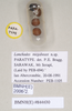 CollectionObject 1559490; dea99648-272c-4cb4-ad25-8011f635fffe: copyright Natural History Museum, London. eggs of synonym Lonchodes megabeast (paratypes). (CollectionObject).;CollectionObject 1559491; 4fdcf7e7-ecb2-4223-a4b5-815c99f9356c: copyright Natural History Museum, London. eggs of synonym Lonchodes megabeast (paratypes). (CollectionObject).