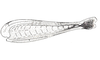 Dichroplus paraelongatus Carbonell, 1968: Fig. 67B. hind femur, internal face. (Otu).