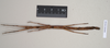 CollectionObject 1559432; NHMUK(SF IMPORT DUPLICATE) 844609, 838b7e4e-d9d1-4f2c-8389-5ad0720b5237: copyright Natural History Museum, London. female of synonym Lonchodes hosei herberti (paratype). (CollectionObject).