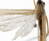 CollectionObject 1529690; 0ed2cdb2-fefe-491d-9145-58e63dfeda68: female, dorsal view (holotype). (CollectionObject).