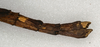 CollectionObject 1559954; 56aae39f-bbf9-4bbf-bb67-837a56f26b70, NMW 481: copyright NMW, Vienna. female: end of abdomen, lateral view (lectotype). (CollectionObject).