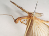 CollectionObject 1562150; ac44a805-3df0-439b-9533-8168752763e5: copyright Natural History Museum, London. male: head and thorax, lateral view (holotype). (CollectionObject).