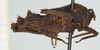 CollectionObject 1518028; f033db34-3335-42f7-b357-39d9d0234437, NHMUK10924439: male, lateral view (holotype). (CollectionObject).