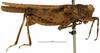 female, lateral view (syntype). Depicts CollectionObject 1576735; 4ff19551-89ce-4e23-b82c-cd38e91ea318, a CollectionObject.