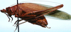CollectionObject 1522461; a9ca0c8c-badc-4233-a468-188660b961bd: male, lateral view (holotype). (CollectionObject).