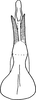 Aedeagus, ventral view on Arboridia (Arboridia) okamotonis (Matsumura, 1932): Aedeagus, caudal view. (Observation).