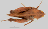 CollectionObject 1521826; 1e2d3156-1907-4de8-83d1-d6c5d11284c6: female, lateral view (holotype). (CollectionObject).