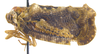 Habitus, lateral view on Dascalia scabrida Melichar, 1902: (Observation).
