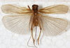CollectionObject 1531189; 9dc3a644-bff8-4e2c-8ce5-2abb23df0406: male, dorsal view (holotype). (CollectionObject).