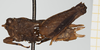 CollectionObject 1543410; 0050c34c-d943-467c-b3dc-5151c01e27a2, NHMUK010924475: female, lateral view (holotype). (CollectionObject).