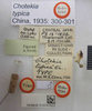 CollectionObject 1595070; e33bb08d-10d0-4284-8e86-eb4daf42b7d8: Chotekia typica. Holotype. (BMNH) - (CC BY-NC 4.0) Photo by Stuart Cole, reproduced with permission from the Natural History Museum, London, UK. (CollectionObject).