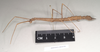 CollectionObject 1559624; NHMUK(SF IMPORT DUPLICATE) 844658, 15df20e6-7784-4c63-aa78-81f965258aae: copyright Natural History Museum, London. female, lateral view (lectotype). (CollectionObject).