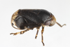 Live specimen on Clastoptera xanthocephala Germar, 1839: (Observation).