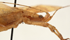 CollectionObject 1534568; 357ebd16-448c-488d-8dcc-93059fb51bbb: male pronotum, lateral view (holotype). (CollectionObject).
