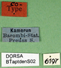CollectionObject 1501833; 1431d53a-4d07-4bf3-b1da-5d98412759f7: labels (syntype). (CollectionObject).