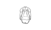 Zygoclistron trachystictum Rehn, 1905: Fig. 44. female, head, frontal. view. (Otu).