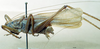 CollectionObject 1572390; b3fdd5c0-f3dd-46ce-a754-c4845686ae57: male, lateral view. (CollectionObject).