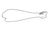 Ponderacris peruviana (Stål, 1878): Fig. 32. male, hind femur. (Otu).