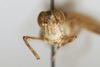 CollectionObject 1478666; 403fae03-4a4a-4a9b-b0c1-8d505e8a0535: male, frontal view (holotype). (CollectionObject).