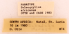 CollectionObject 1965562; 2f59bb98-e83d-490f-95d1-08171be0525d: Female, labels (paratype). (CollectionObject).