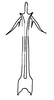 Aedeagus, posterior view on Carapona eruva (DeLong & Freytag, 1975): Male: aedeagus, posterior view. (Observation).