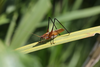 FieldOccurrence 3567; a2638e3f-171c-4517-b748-2b4549f88955: male (March 2016). (FieldOccurrence).