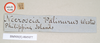 CollectionObject 1560550; NHMUK(SF IMPORT DUPLICATE) 845077, f306f22f-4091-40f0-8961-26225621a3ad: copyright Natural History Museum, London. female, data labels [square label reversed] (holotype). (CollectionObject).