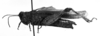 CollectionObject 1506636; 4f4b0694-7fd4-40e2-8d58-b97ea09c92be: Image Carbonell, C.S. female, lateral view (syntype). (CollectionObject).