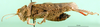 male, lateral view (holotype of Asiotmethis turritus armeniacus). Depicts CollectionObject 1501157; 4cfadcf8-0bd1-46ea-95f6-dbbfa692e7f4, a CollectionObject.