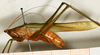 CollectionObject 1594981; 7589ef38-a7d8-4a5f-9b1f-0199fe5ea022: male, lateral view. (CollectionObject).