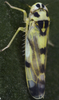 Habitus, dorsal view: !! display not done !! on Eupteryx (Eupteryx) atropunctata (Goeze, 1778): Habitus (male). (Observation).