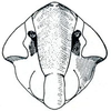 Head: !! display not done !! on Elymana DeLong, 1936: Elymana inornata, face. (Observation).