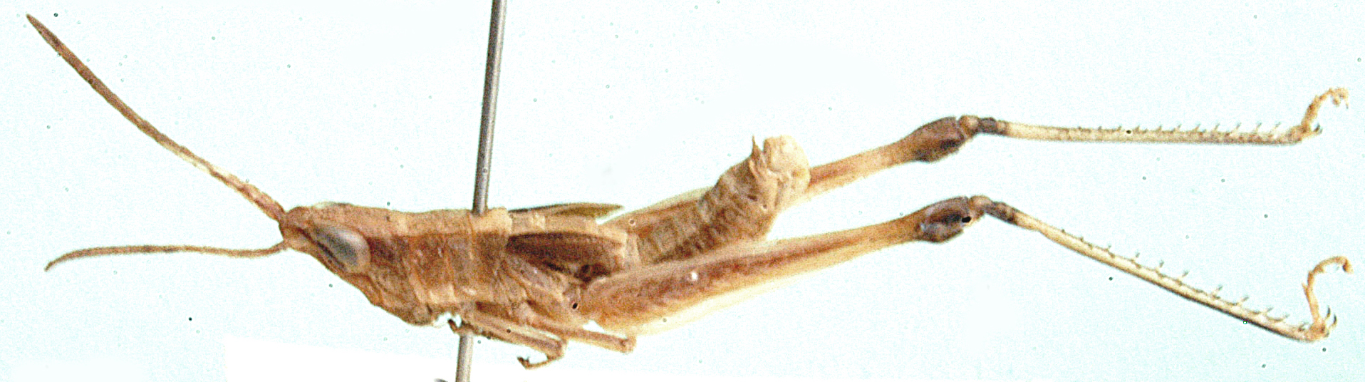 male, lateral view. Depicts Chokwea forchhammeri Johnsen, 1990, an Otu.