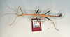 CollectionObject 1561000; 33778cb6-e029-41d1-8faa-3dfbbe164ccf: copyright O. Zompro. male of synonym Lonchodes duivenbodei (lectotype). (CollectionObject).