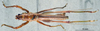 CollectionObject 1505001; b01bb826-32ae-4872-a930-91406be33ff6: male habitus dorsal view (syntype). (CollectionObject).
