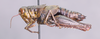 CollectionObject 2014608; b223bb55-e7a4-4feb-b86e-7c36500343e3: female, lateral view. (CollectionObject).
