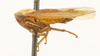 Habitus, lateral view: !! display not done !! on Eutettix (Eutettix) luridus (Van Duzee, 1890): (Observation).