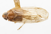 Habitus, dorsal view: (Observation).