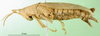 CollectionObject 1501017; bb9bee2c-f423-4a29-895c-62c4107d1df8: female, lateral view (holotype). (CollectionObject).