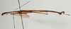 CollectionObject 1561537; 46e2a3b8-f6de-4edc-b637-ee6946c6febd: copyright NHRS, Stockholm. male, lateral view (holotype). (CollectionObject).