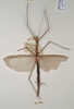 copyright OUMNH. female (holotype). Depicts CollectionObject 1560007; 3e82c308-72e6-4348-8d91-134d9770c8db, a CollectionObject.